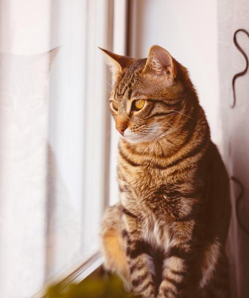 猫咪咳嗽的十个致命原因(保护您的猫咪免受咳喘威胁)(图1) 猫咪咳嗽的十个致命原因(保护您的猫咪免受咳喘威胁)(图1)