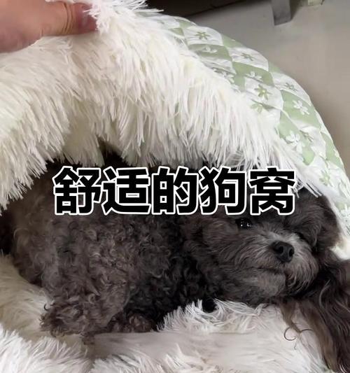 为什么狗狗不喜欢睡在狗窝里？（狗心作祟还是真的不喜欢？）(图3)