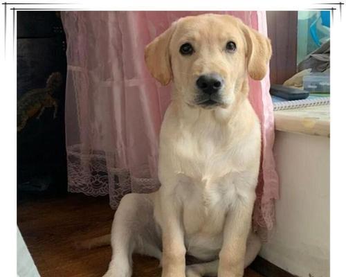 揭秘拉布拉多犬的起源与品类分支（拉布拉多犬的起源、6个品类分支及其特点）(图2)