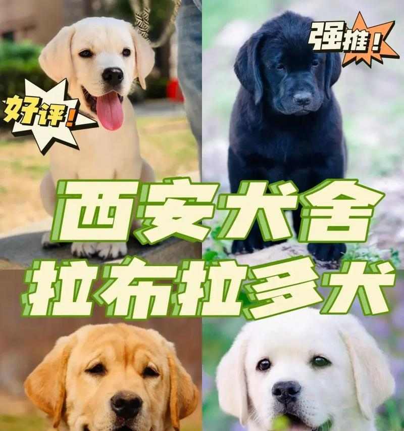 揭秘拉布拉多犬的起源与品类分支（拉布拉多