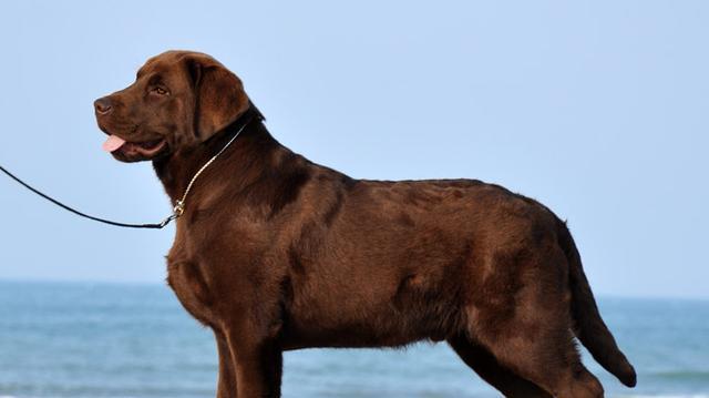选择这几种狗狗，一生皮实好养活，养了之后不想换狗了（让生活更简单的宠物伙伴，）(图3)