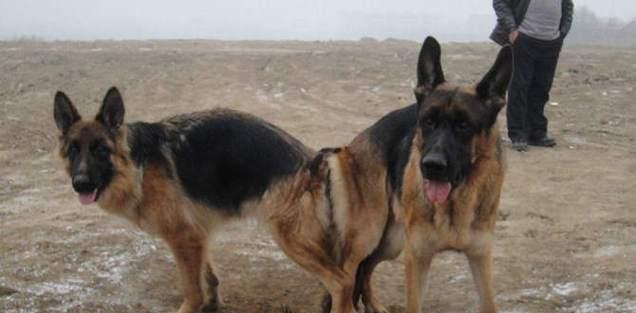 狗狗配种需要多久才能看到变化？（探讨狗狗配种后身体和行为上的 - 新生家伴