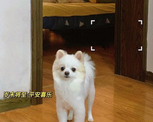 以俊介的毛发护理频率探析(毛发剪裁的关键与技巧)(图1) 以俊介的毛发护理频率探析(毛发剪裁的关键与技巧)(图1)