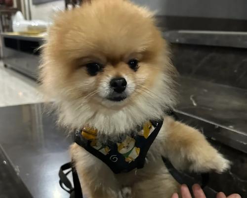 以俊介的毛发护理频率探析(毛发剪裁的关键与技巧)(图3) 以俊介的毛发护理频率探析(毛发剪裁的关键与技巧)(图3)