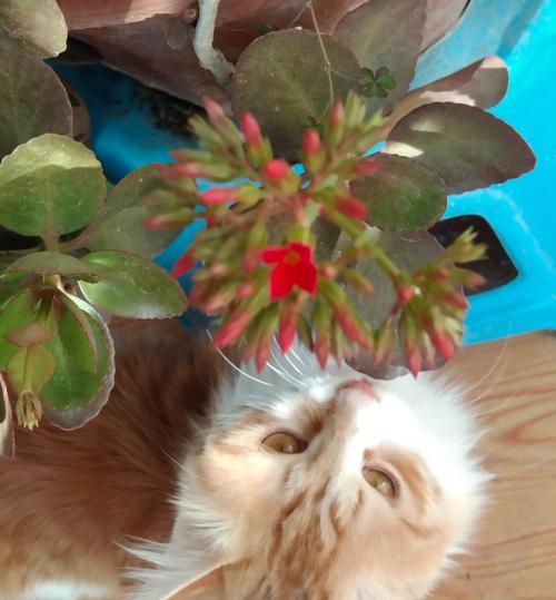 猫摔内伤的生死攸关（摔伤致命一刻，关键是速治）(图2)