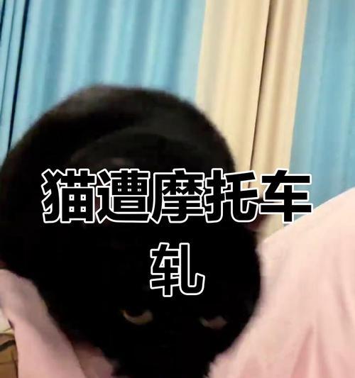 猫摔内伤的生死攸关（摔伤致命一刻，关键是速治） - 新生家伴