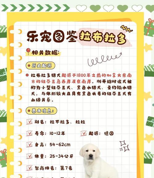 揭秘拉布拉多犬的起源与品类分支（拉布拉多犬的起源、6个品类分支及其特点）(图3)