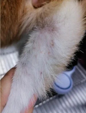 克维舒抗菌病例 | 一例犬跳蚤叮咬性皮炎（FAD）的病例分析(图5)