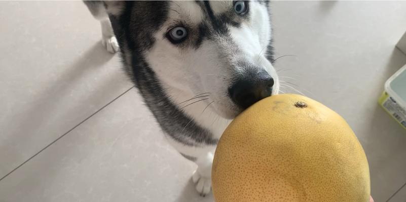 哈士奇不能吃的水果及其危害（了解哈士奇饮食禁忌，保护它的健康）(图2)