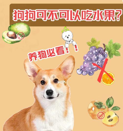 哈士奇不能吃的水果及其危害（了解哈士奇饮食禁忌，保护它的健康 - 新生家伴
