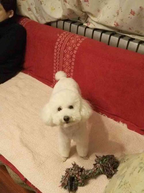 探索狗红色红色的点点奥秘（揭开狗红色红色的神秘面纱）(图3)