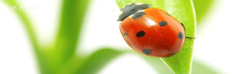 狗为什么喜欢吃甲虫？（探究狗对甲虫的偏好和原因） - 新生家伴