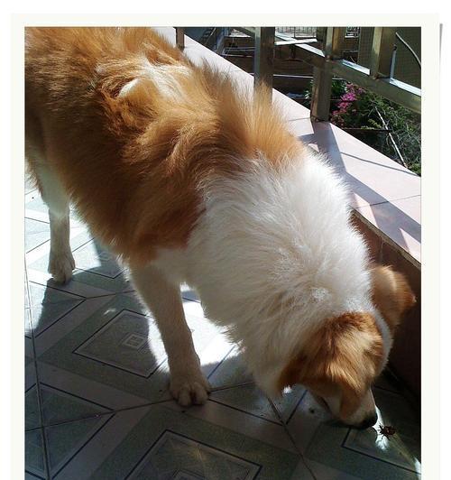 狗为什么喜欢吃甲虫？（探究狗对甲虫的偏好和原因）(图2)