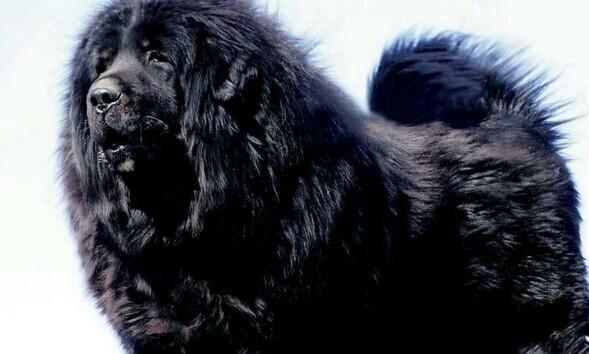 藏獒的吠叫习性及原因探析（为什么藏獒喜欢大声吠叫？探秘背后的原因）(图3)