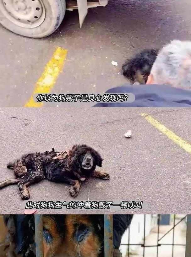 藏獒的吠叫习性及原因探析（为什么藏獒喜欢大声吠叫？探秘背后的原因）(图2)