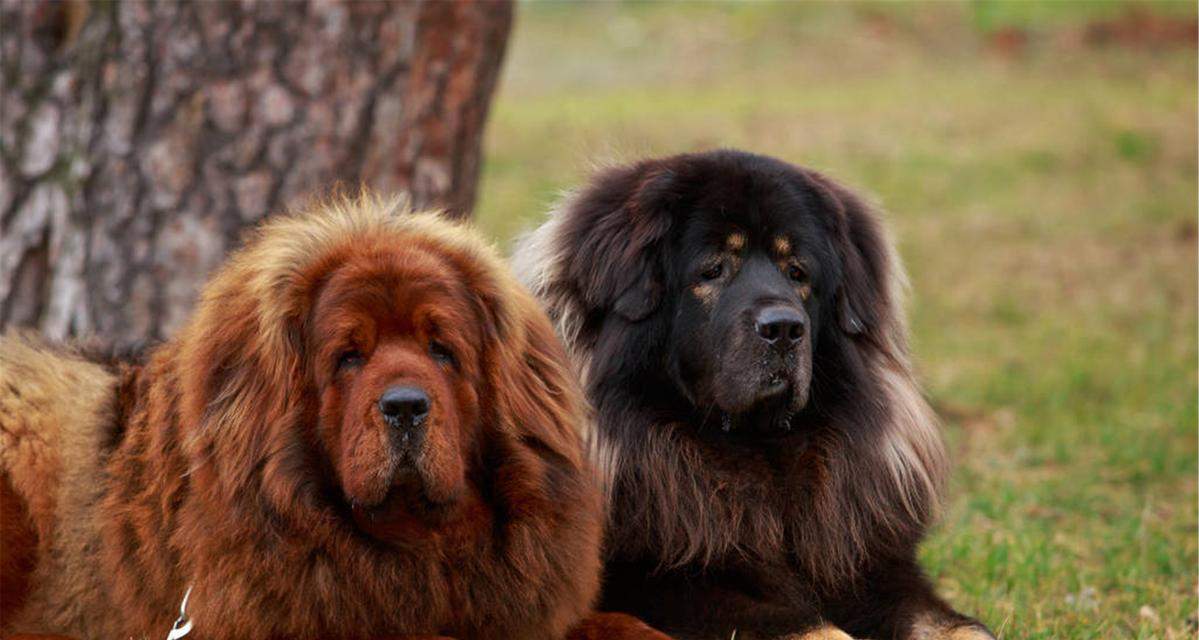 藏獒的吠叫习性及原因探析（为什么藏獒喜欢大声吠叫？探秘背后的 - 新生家伴