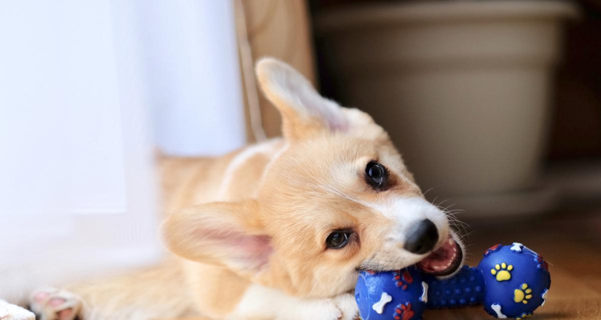 狗狗胀气的表现及处理方法（了解狗狗胀气的常见症状，保护它们的 - 新生家伴