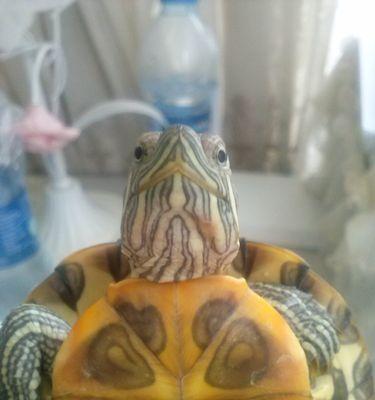 探秘乌龟脖子脱皮之谜（乌龟脖子脱皮的原因及生理机制解析）(图1)