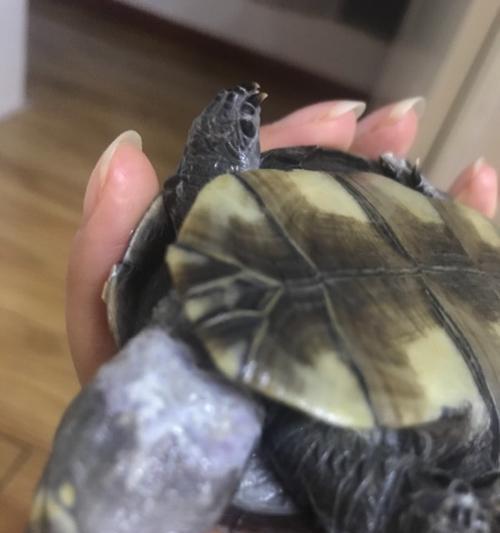 探秘乌龟脖子脱皮之谜（乌龟脖子脱皮的原因及生理机制解析）(图3)