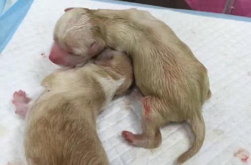 狗狗生产的最佳时间选择（了解狗狗的繁殖周期和最佳生产时机）(图2)