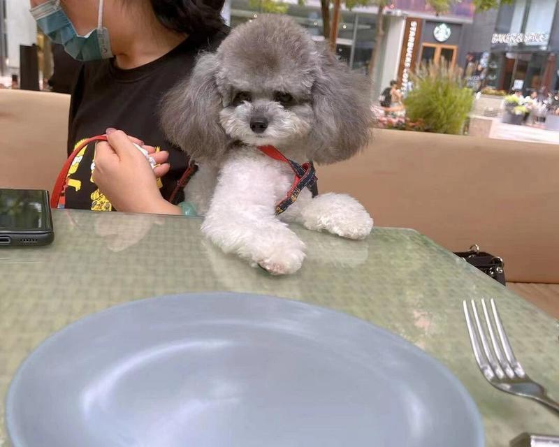 八个月泰迪的饮食指南（探索适合八个月泰迪的饮食选择与营养需求）(图3)