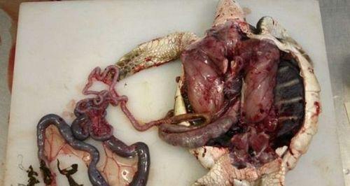 海龟不吃东西的病因及治疗方法（了解海龟进食问题的原因及如何解决）(图1)