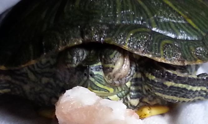 海龟不吃东西的病因及治疗方法（了解海龟进食问题的原因及如何解决）(图2)