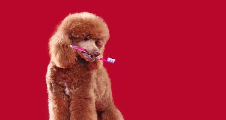 探索狗红色红色的点点奥秘（揭开狗红色红色的神秘面纱）(图2)