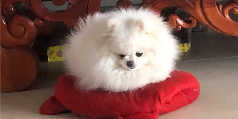 探索狗红色红色的点点奥秘（揭开狗红色红色的神秘面纱） - 新生家伴