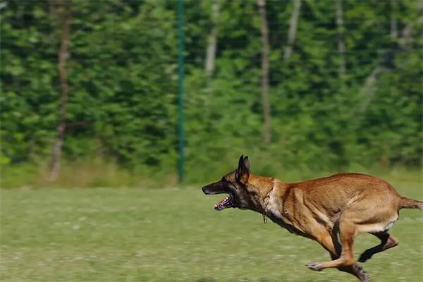 马犬的优点和缺点 马犬的优点和缺点(图2)