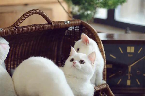 母猫为什么把幼崽叼给你? 母猫为什么把幼崽叼给你?(图2)