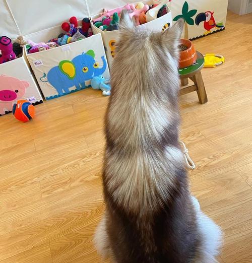 小狗长毛时间分析（了解小狗什么时候开始长毛？长毛需要多久？）(图2)