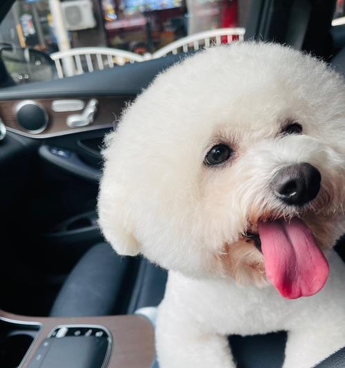 可爱犬的魅力与乐趣（与你一起探索犬的可爱世界）(图2)