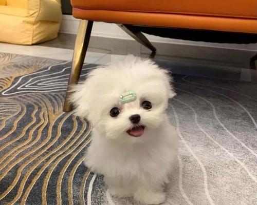 可爱犬的魅力与乐趣（与你一起探索犬的可爱世界）(图3)