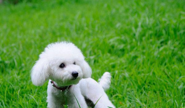 可爱犬的魅力与乐趣（与你一起探索犬的可爱世界） - 辰飞雨新生家伴