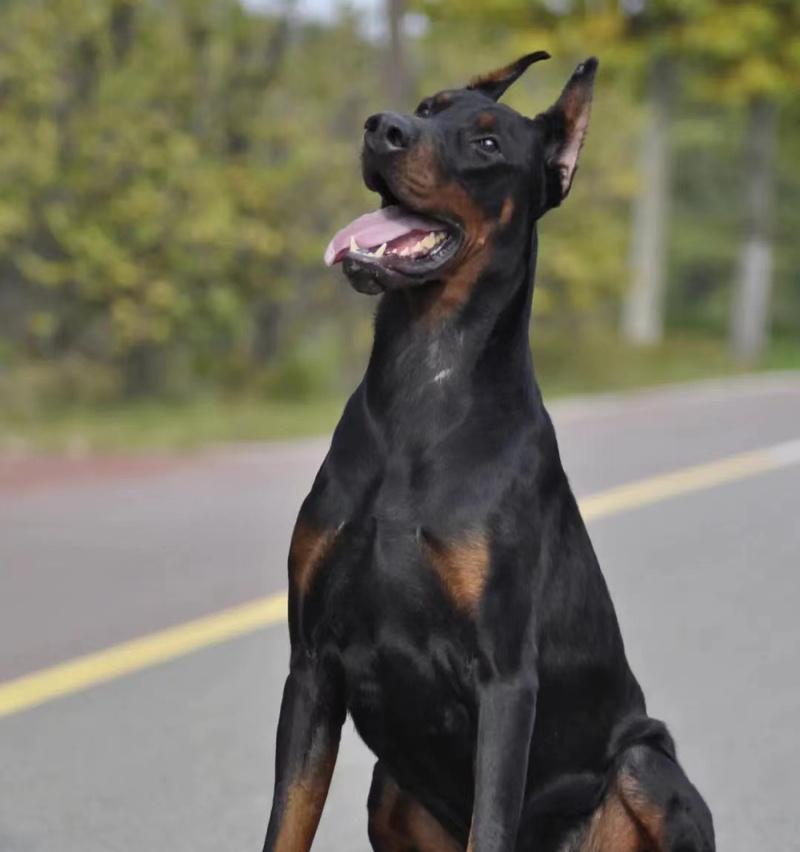 以杜宾打架能打过哪些犬？（探究杜宾作为战斗犬的优势和能力，与其他犬种的对比分析）(图2)