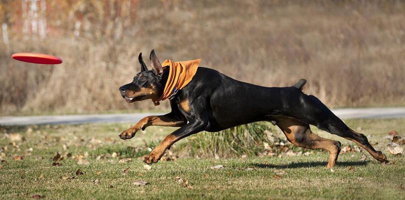 以杜宾打架能打过哪些犬？（探究杜宾作为战斗犬的优势和能力，与 - 新生家伴