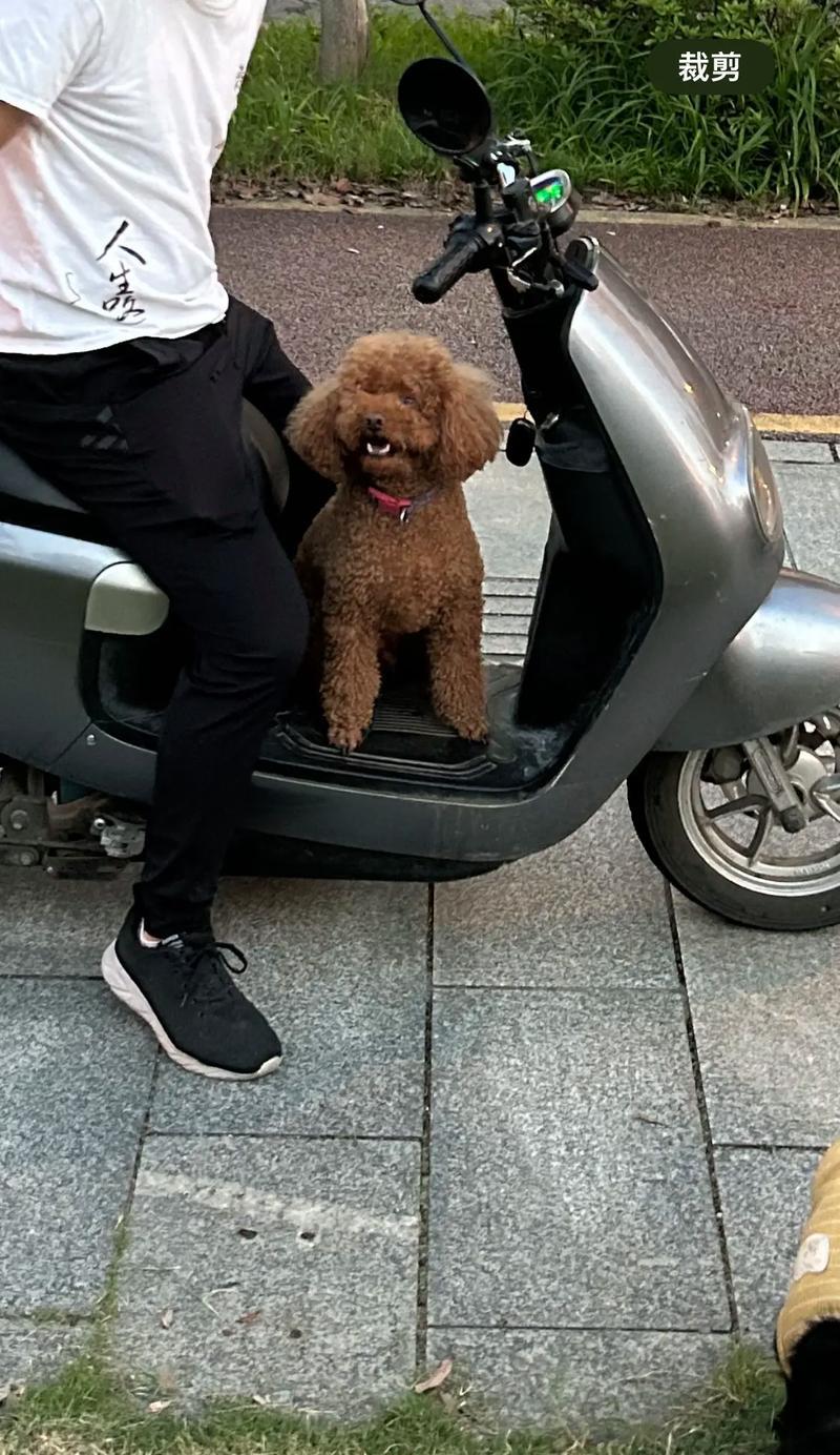 长沙狗市场大揭秘！（探寻长沙市场上卖狗的热门地点，发现宠物犬的最佳选择！）(图2)