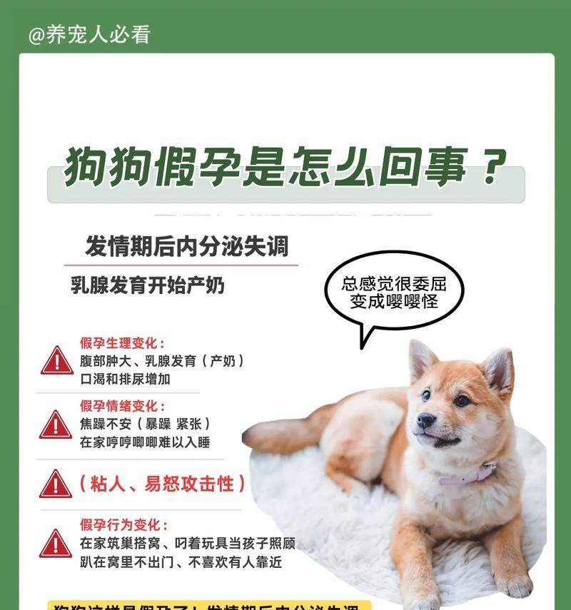 狗狗体温与怀孕时间的关系（探索狗狗体温对怀孕周期的影响）(图3)