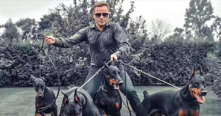 以杜宾打架能打过哪些犬？（探究杜宾作为战斗犬的优势和能力，与其他犬种的对比分析）(图3)