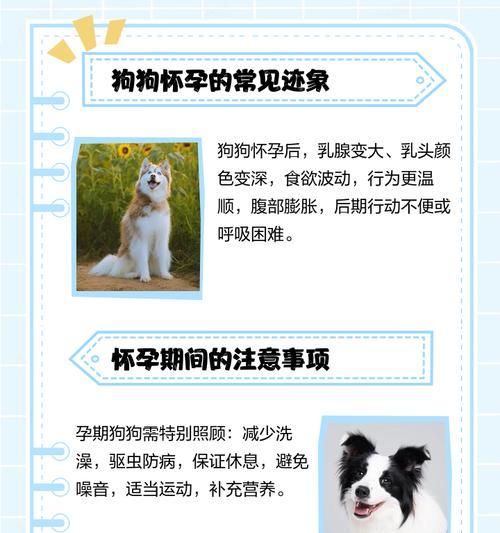 狗狗体温与怀孕时间的关系（探索狗狗体温对怀孕周期的影响） - 新生家伴