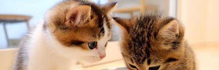 小猫咪不满2月饮食安排（如何给不满2月的小猫咪科学合理地安排饮食？）(图2)