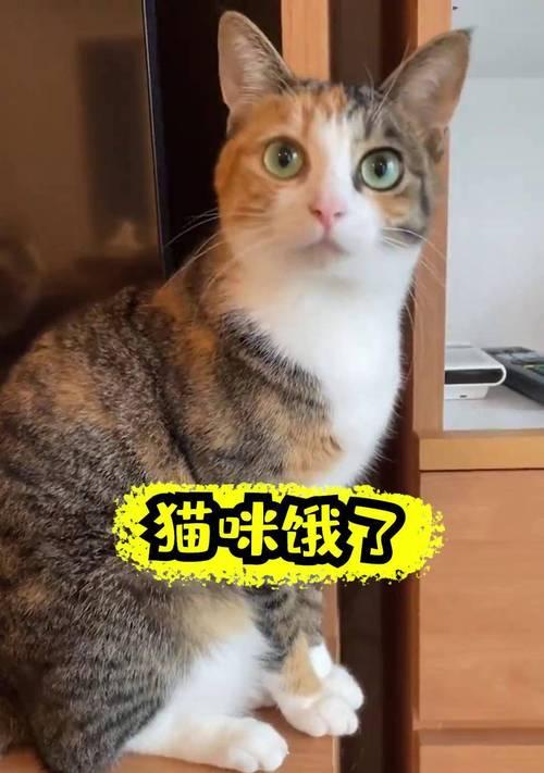 小猫咪不满2月饮食安排（如何给不满2月的小猫咪科学合理地安排 - 新生家伴