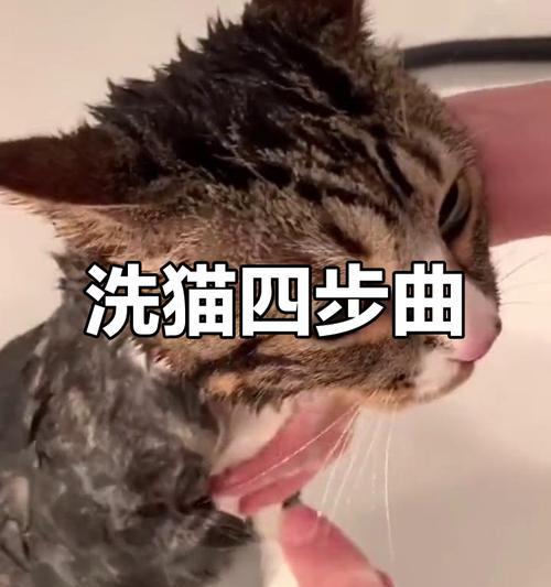 冬季猫咪洗澡攻略（冬季宠物保洁小技巧，让猫咪健康舒适过冬）(图1)