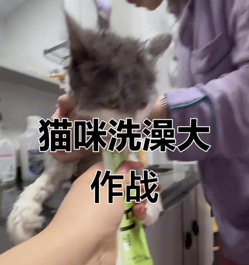 冬季猫咪洗澡攻略（冬季宠物保洁小技巧，让猫咪健康舒适过冬）(图3)
