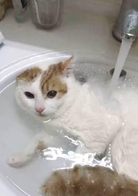 冬季猫咪洗澡攻略（冬季宠物保洁小技巧，让猫咪健康舒适过冬）(图2)