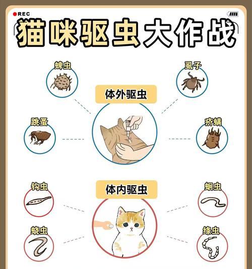 如何自己给宠物猫咪做驱虫（以铲屎官为主，轻松做好猫咪的驱虫工作）(图3)