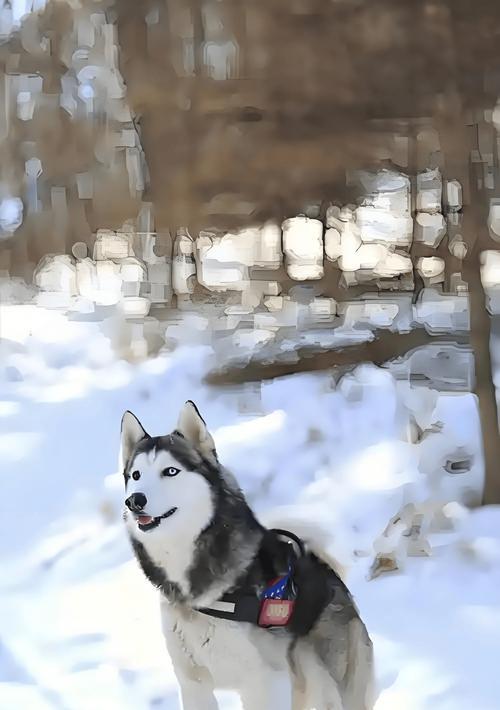 哈士奇掉毛了怎么办？（宠物照顾指南，让你的哈士奇掉毛少如一把梳子）(图1)