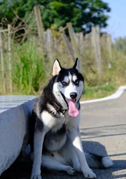 哈士奇掉毛了怎么办？（宠物照顾指南，让你的哈士奇掉毛少如一把梳子）(图3)