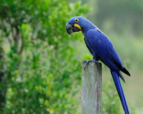 如何正确饲养紫蓝金刚鹦鹉？（紫蓝金刚鹦鹉的饲养方法与注意事项）(图2)